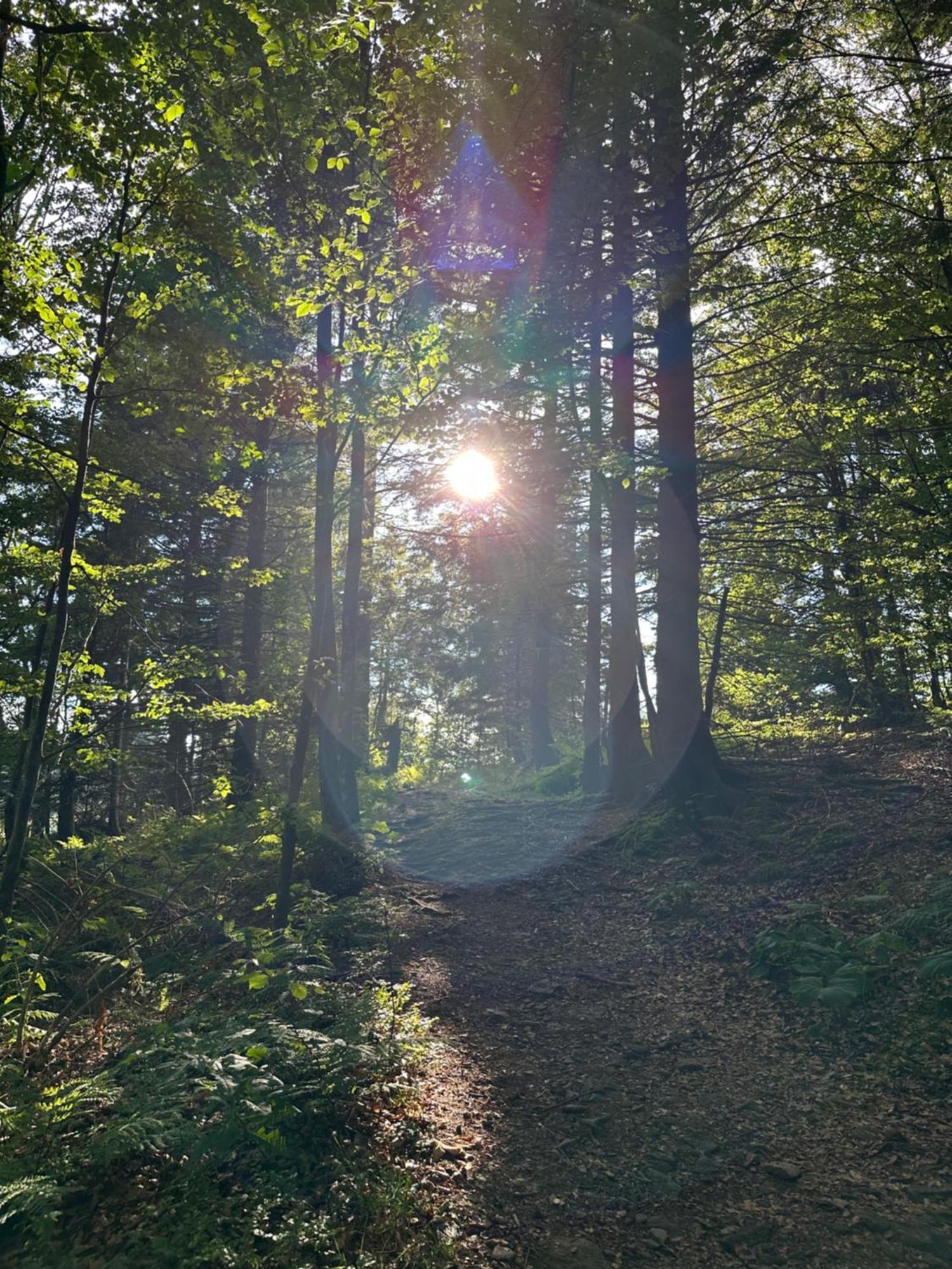 Bergwelt Kandel Hotel & Eventlocation Waldkirch Exteriér fotografie
